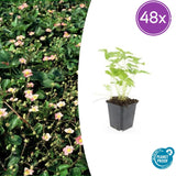 Fraisier des bois en godet - Fragaria vesca - H 10-25 cm, pot Ø9 cm