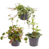 Baby Peperomia - Hope, Pepperspot et prostrata - lot de 3