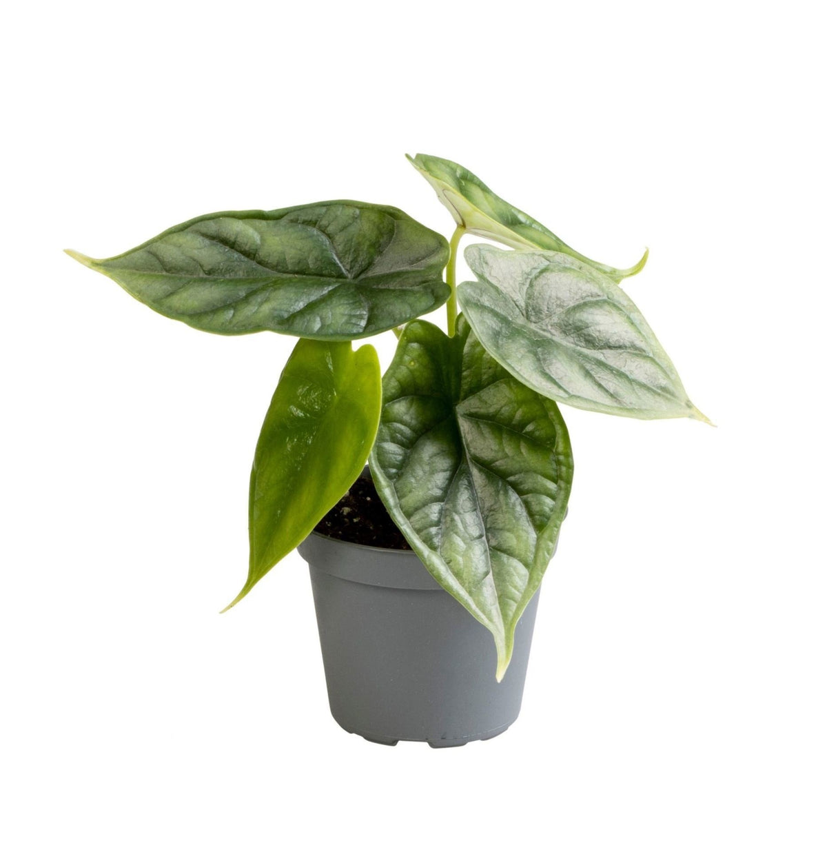 Mini Alocasia Dragon Scale - Alocasia baginda - H 12 cm, pot Ø6 cm