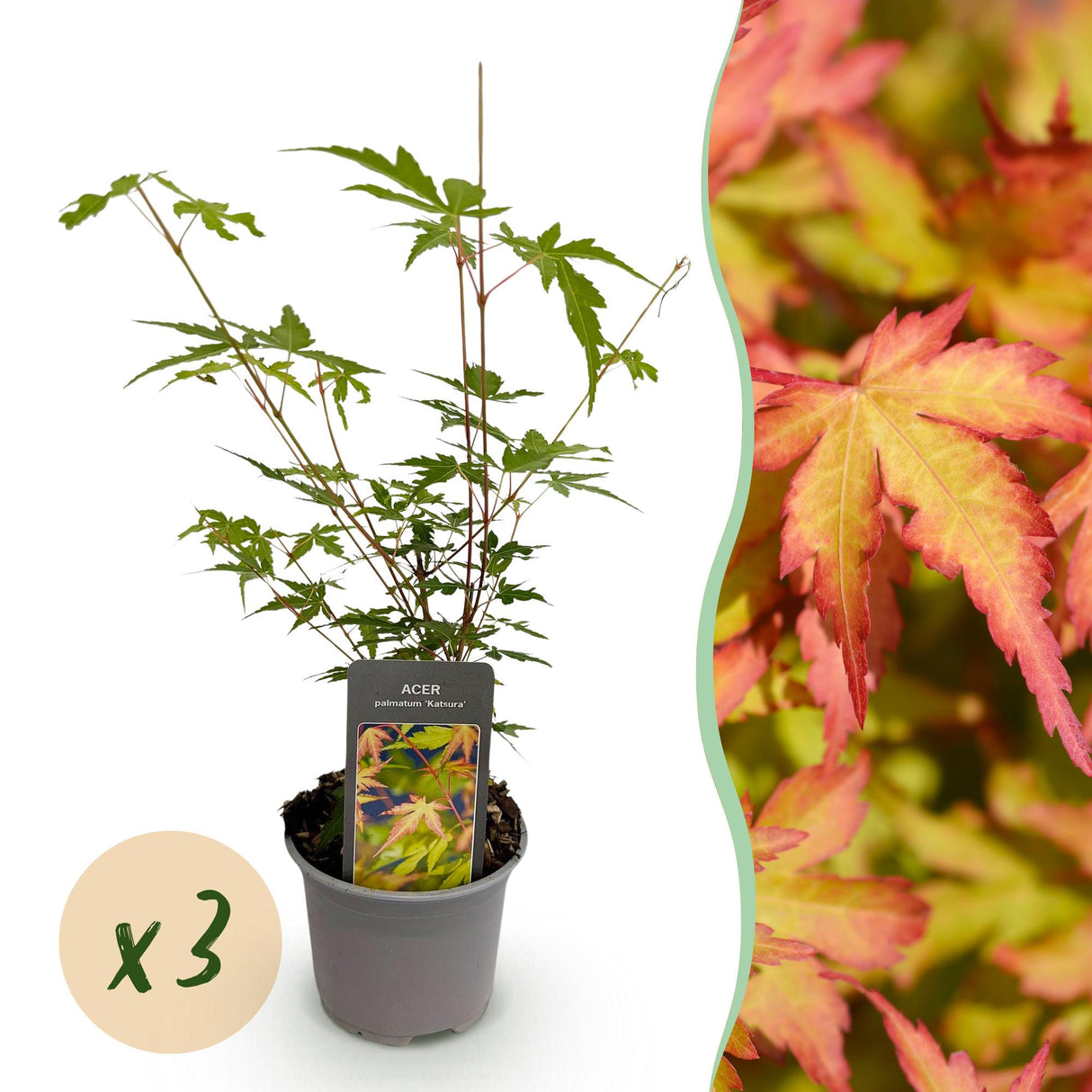 Acer palmatum Sangokaku – Lot de 3 – Pot 12 cm
