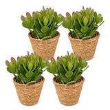 Arbre de jade avec paniers - Crassula ovata - lot de 4