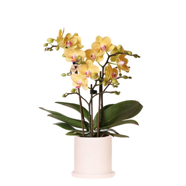 Orchidée Phalaenopsis jaune Blossom Lima avec cache-pot Melody crème