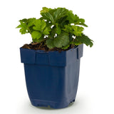 Faux-fraisier - Waldsteinia ternata - H 15-25 cm, pot Ø11 cm - photo 2