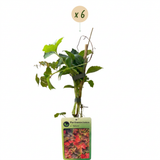 Vigne vierge de Boston Veitchii Boskoop - Parthenocissus tricuspidata - H 35 cm, pot Ø9 cm - photo 2