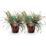 Carex Everest - 2 plants - H 50 cm, pot Ø17 cm