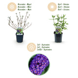 Buddleia Empire Blue - Arbre aux papillons - H 45 cm, pot Ø17 cm