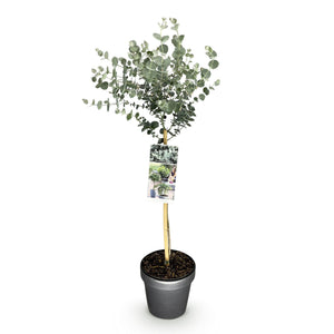 Eucalyptus gunnii Azura – Pot 19 cm – Hauteur 90 cm