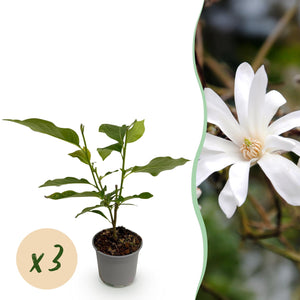Magnolia stellata – Lot de 3 – Pot 12 cm – Hauteur 30 cm