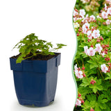 Géranium vivace Spessart - H 15-25 cm, pot Ø11 cm