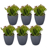 Arbre de jade avec cache-pots gris - Crassula ovata - lot de 6