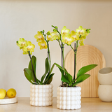 Orchidées Phalaenopsis jaunes Blossom Albenga - lot de 2 en cache-pots Poppy blancs - H 40 cm, pot Ø9 cm