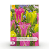 Tulipe Strawberry Lemonade en mélange - calibre 11/12
