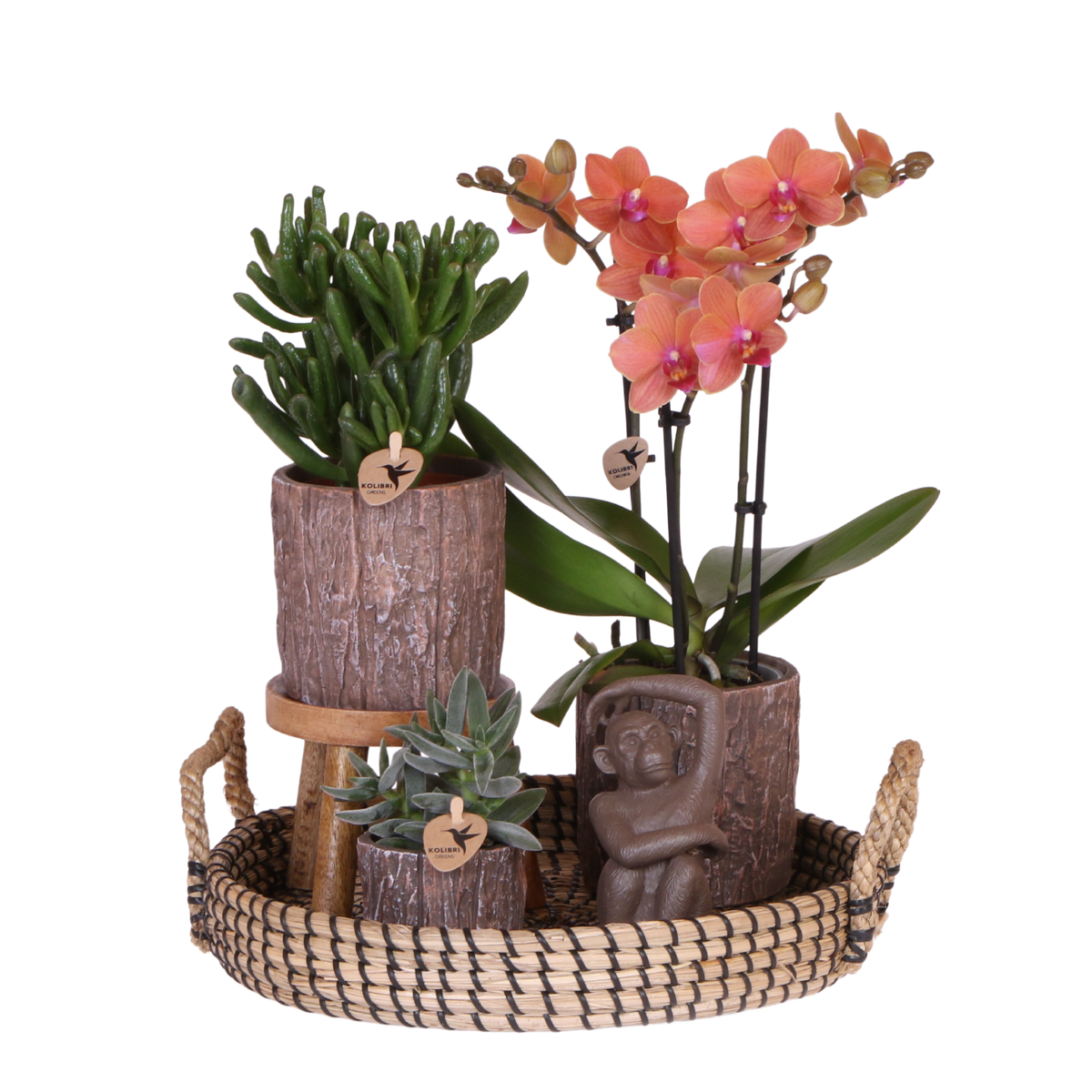Orchidée Phalaenopsis orange Mineral Bolzano et 2 succulentes - coffret Tree - pot Ø9 cm