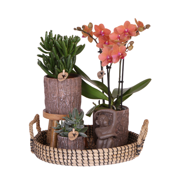 Orchidée Phalaenopsis orange Mineral Bolzano et 2 succulentes - coffret Tree