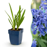 Agapanthe bleue - H 15-25 cm, pot Ø11 cm