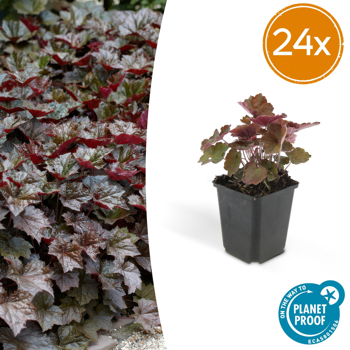 Heuchère Palace Purple en godet - Heuchera micrantha - H 10-25 cm, pot Ø9 cm