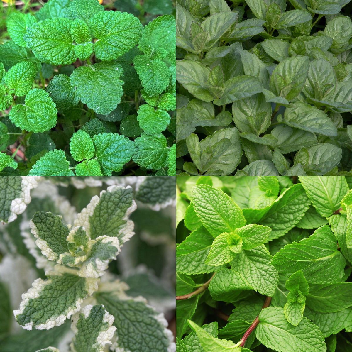 Kit de vivaces aromatiques à tisane - 24 plants pour 3 m² - H 25 cm, pot Ø11 cm