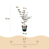 Érables du Japon Trompenburg - 2 plants - H 70 cm, pot Ø19 cm