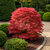 Érables du Japon Shaina - 2 plants - H 70 cm, pot Ø19 cm