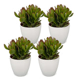 Arbre de jade avec cache-pots blancs - Crassula ovata - lot de 4