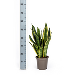 Sansevieria Futura Superba