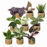 Baby plantes surprise avec cache-pots Linnea miel - lot de 3 à 12 mini plantes - pot Ø6 cm - photo 2