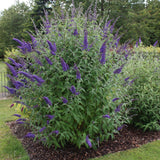 Buddleia Empire Blue - Arbre aux papillons - H 45 cm, pot Ø17 cm