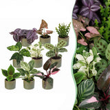 Baby plantes surprise avec cache-pots Linnea vert olive - lot de 3 à 12 mini plantes - pot Ø6 cm