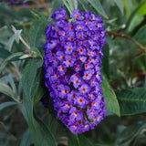 Buddleia Empire Blue - Arbre aux papillons - H 45 cm, pot Ø17 cm
