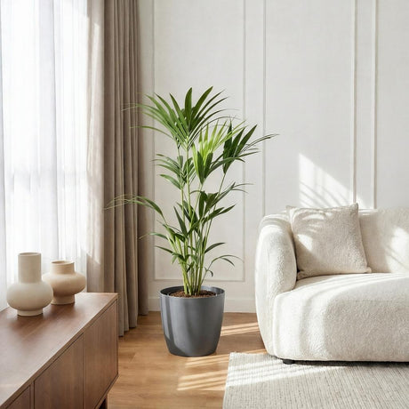 Kentia Palm – Howea Forsteriana