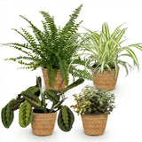 Mix plantes pet-friendly x4 – Chlorophytum, Maranta, Callisia, Nephrolepis
