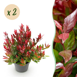 Leucothoe Little Flame – Lot de 2 – Pot 17 cm