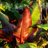 Bananier d'Abyssinie rouge Maurelii - Ensete ventricosum - 4 plants - H 30 cm, pot Ø12 cm