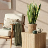 Sansevieria Laurentii – Langue de belle-mère | 1 plante, Pot 21 cm
