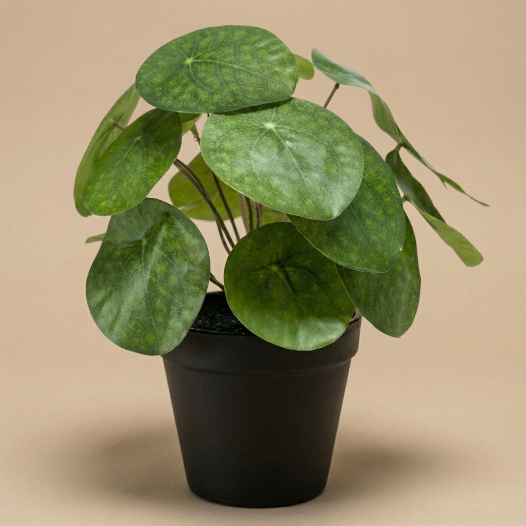 Pilea plante artificielle