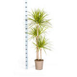 Dracaena Marginata Sunray avec cache-pot