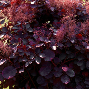 Cotinus coggygria Royal Purple – Lot de 3 – Pot 12 cm