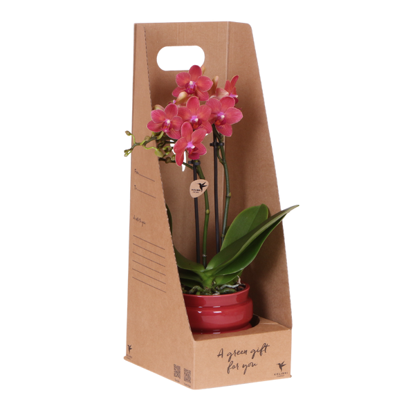 Orchidée Phalaenopsis rouge Blossom Congo - cache-pot Noma rouge et boîte cadeau