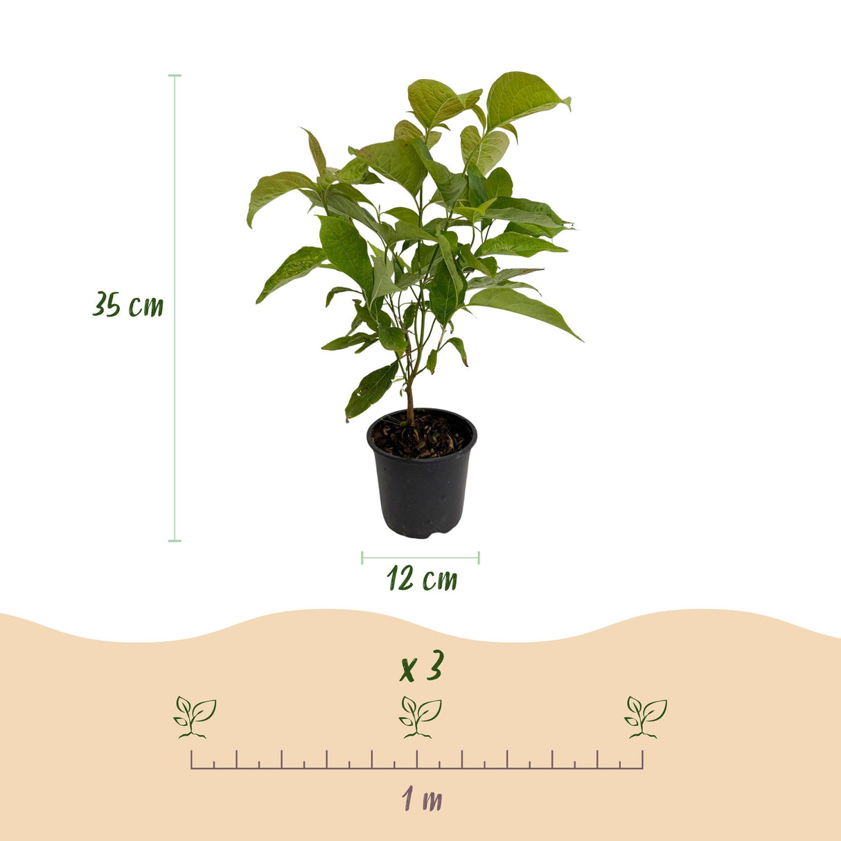Cornus mas – Lot de 1 – Pot 12 cm – Hauteur 35 cm