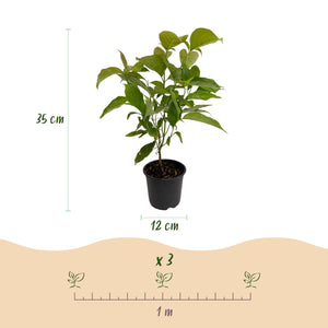 Cornus mas – Lot de 1 – Pot 12 cm – Hauteur 35 cm