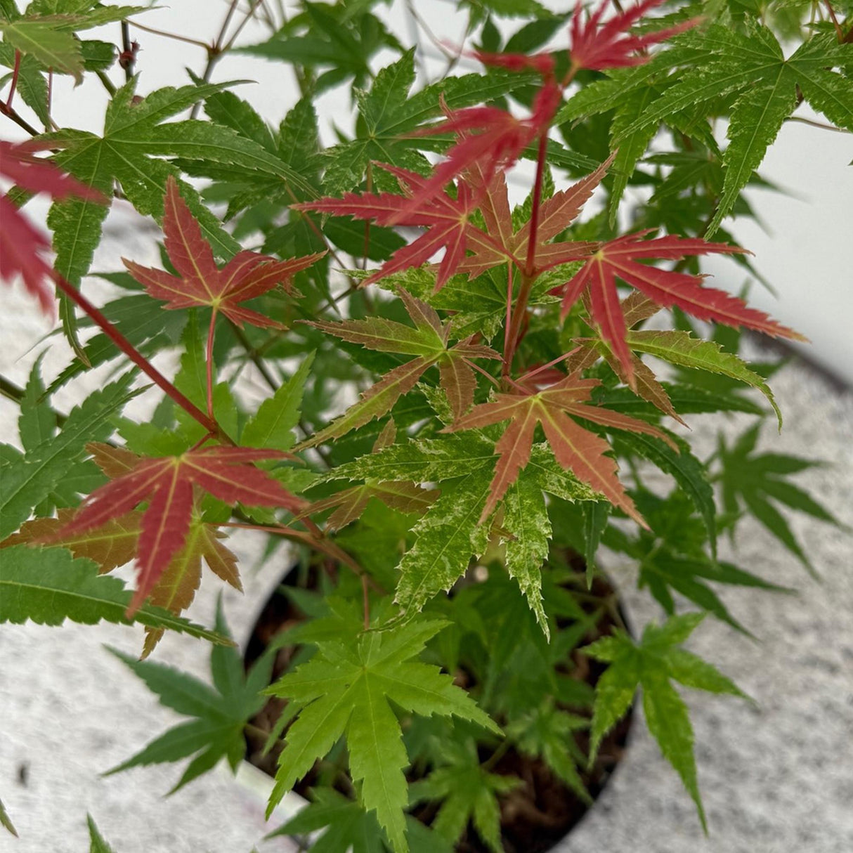 Acer palmatum Phoenix – Lot de 3 – Pot 12 cm