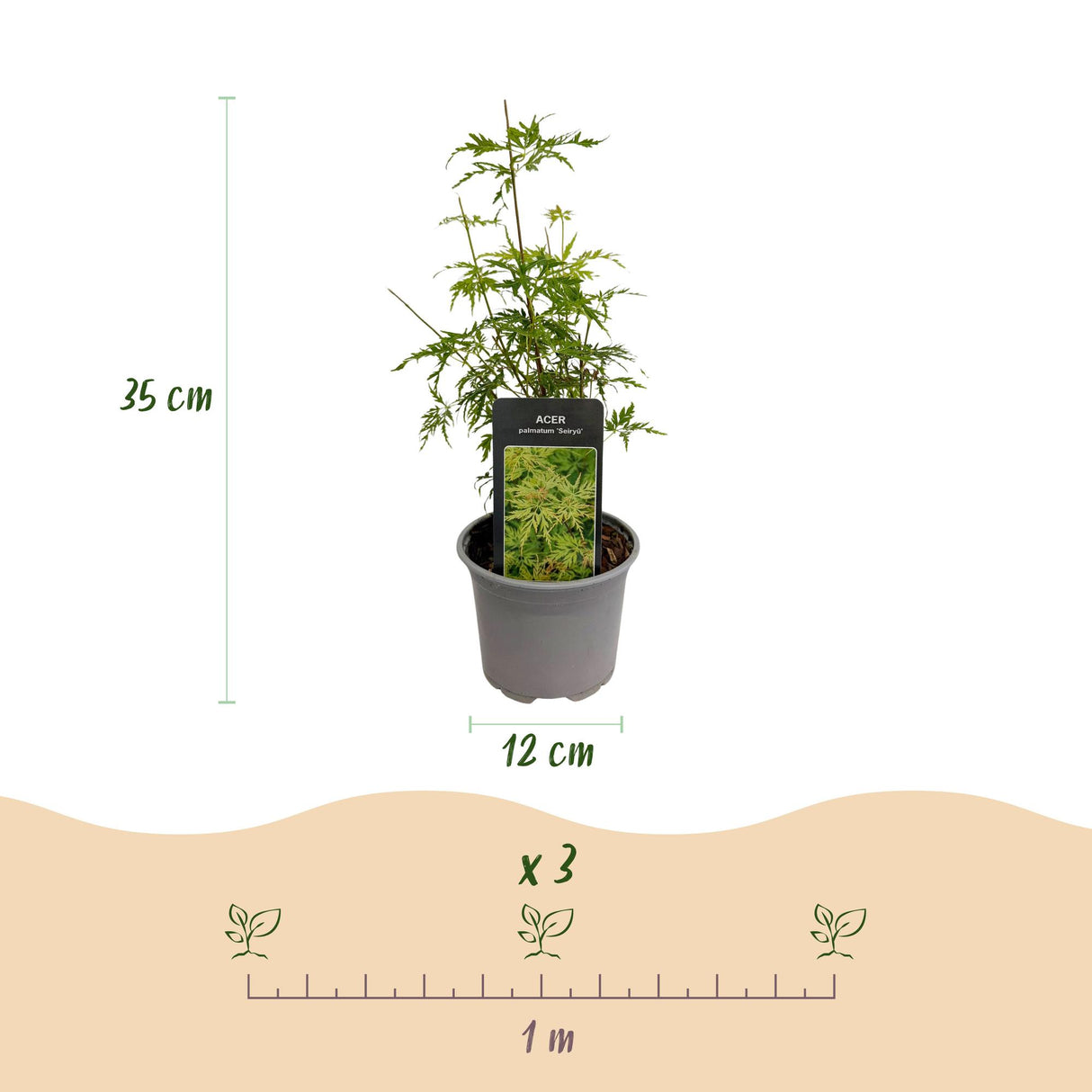 Erable du Japon Seiryu – Lot de 3 – Hauteur 35 cm