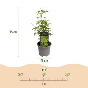 Erable du Japon Seiryu – Lot de 3 – Hauteur 35 cm