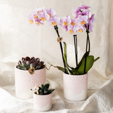 Orchidée Phalaenopsis rose Mineral Antwerpen avec cache-pot Bloom rose - H 40 cm, pot Ø9 cm