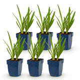 Duo d'agapanthes bleu et blanc - H 15-25 cm, pot Ø11 cm