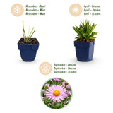 Aster nain Wood's Pink - H 15-25 cm, pot Ø11 cm