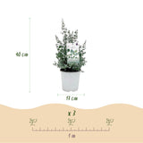 Eucalyptus gunnii - 4 plants - H 40 cm, pot Ø17 cm