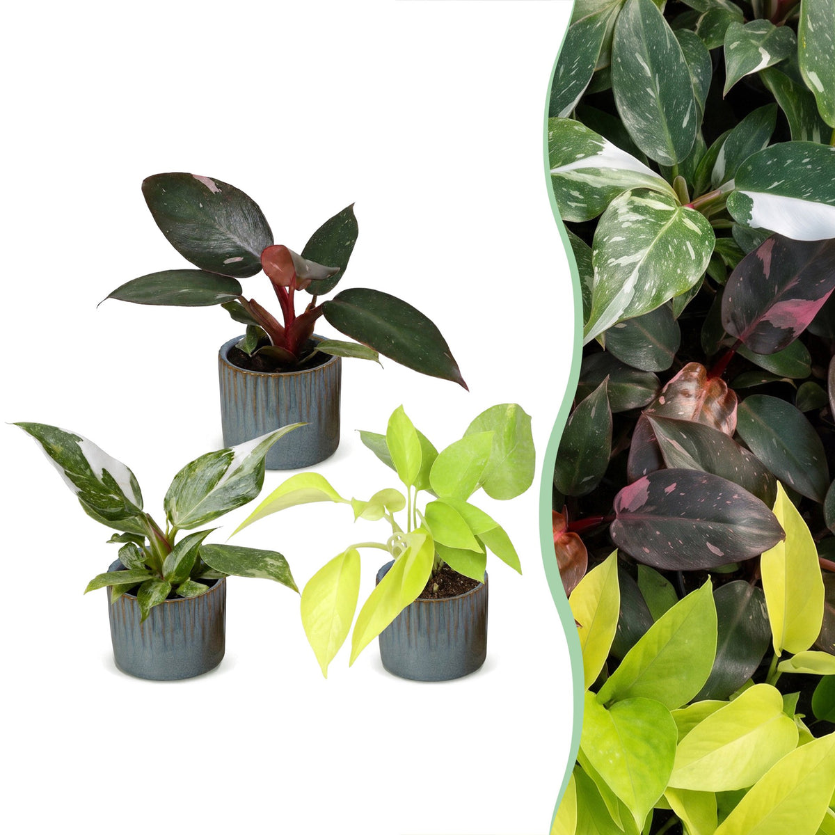 Baby Philodendron avec cache-pots Linnea bleu brume - Pink Princess, White Princess et Neon - lot de 3