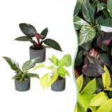 Baby Philodendron avec cache-pots Linnea bleu brume - Pink Princess, White Princess et Neon - lot de 3
