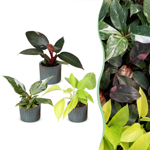 Baby Philodendron avec cache-pots Linnea bleu brume - Pink Princess, White Princess et Neon - lot de 3